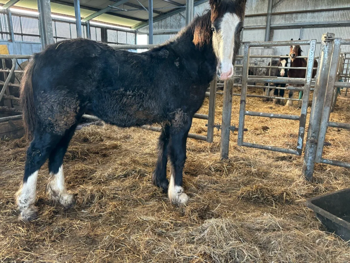 Yearling Filly - Image 4