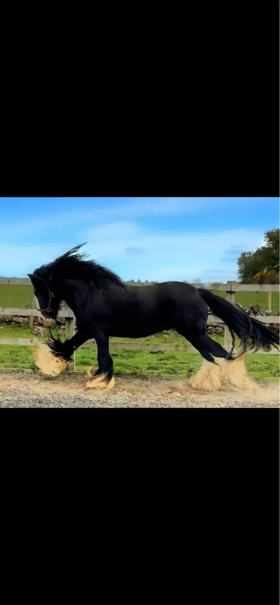 Yearling Filly - Image 2