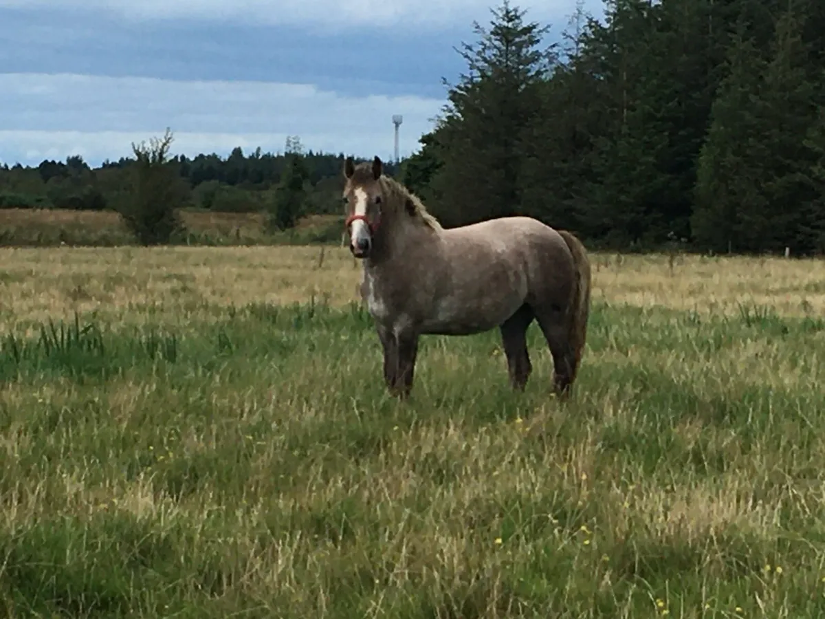 Yearling Filly - Image 3