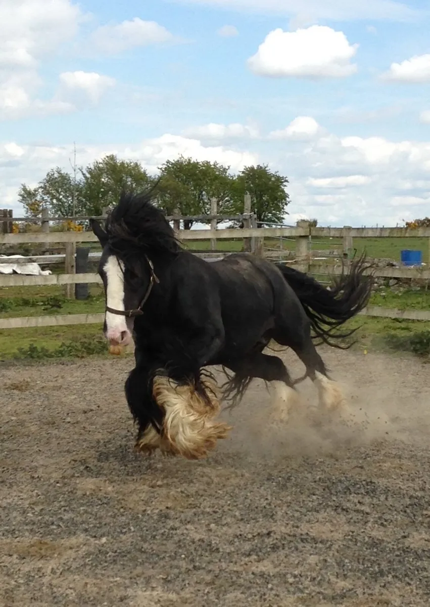 Yearling Filly - Image 4