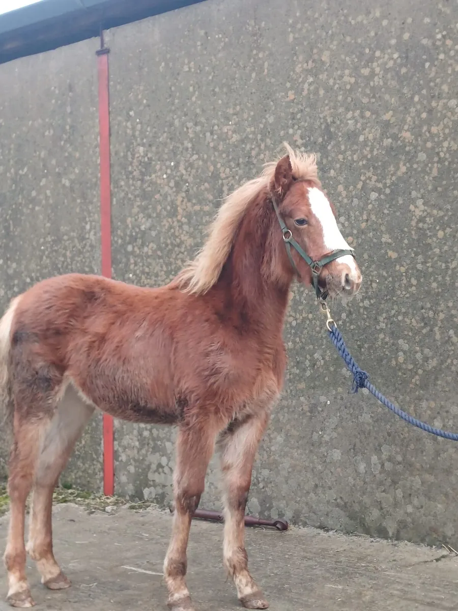 Connemara Filly foal - Image 1