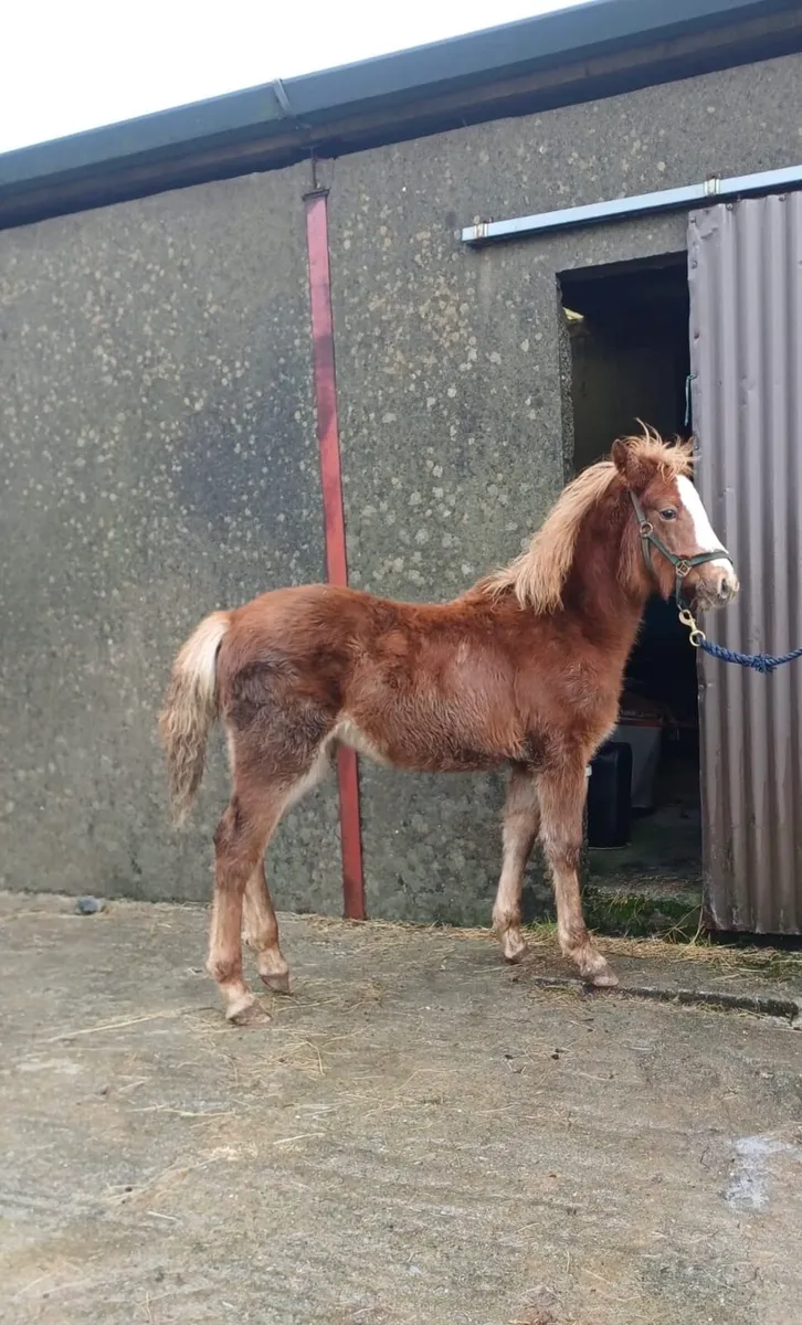 Connemara Filly foal - Image 2