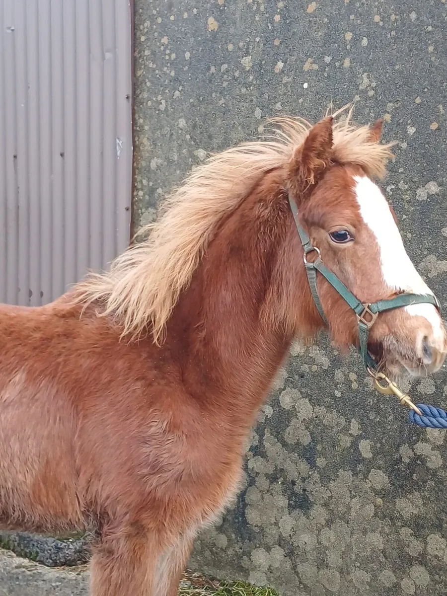 Connemara Filly foal - Image 3