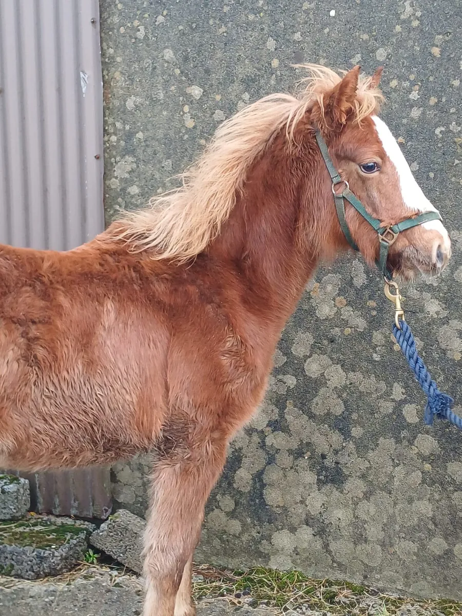 Connemara Filly foal - Image 4