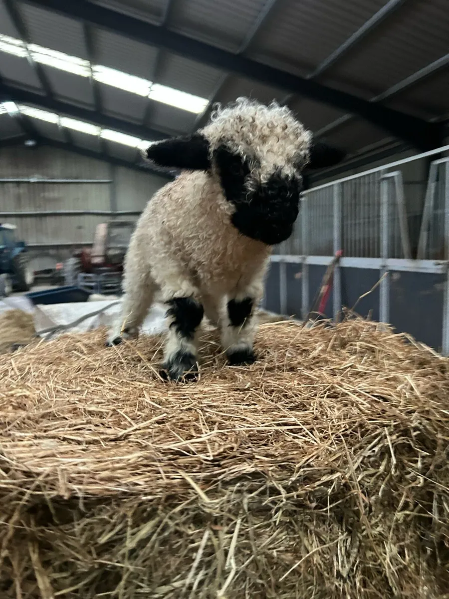 Valais cross Ram Lamb - Image 3