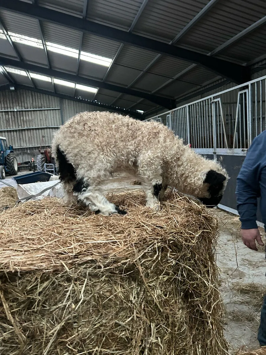 Valais cross Ram Lamb - Image 4