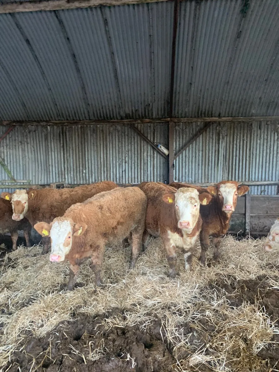 8 Super Quality Coloured Lm/Sim Heifers for sale - Image 2