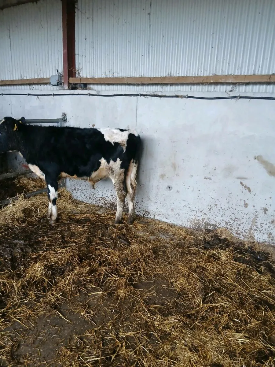 Friesian Bull - Image 1