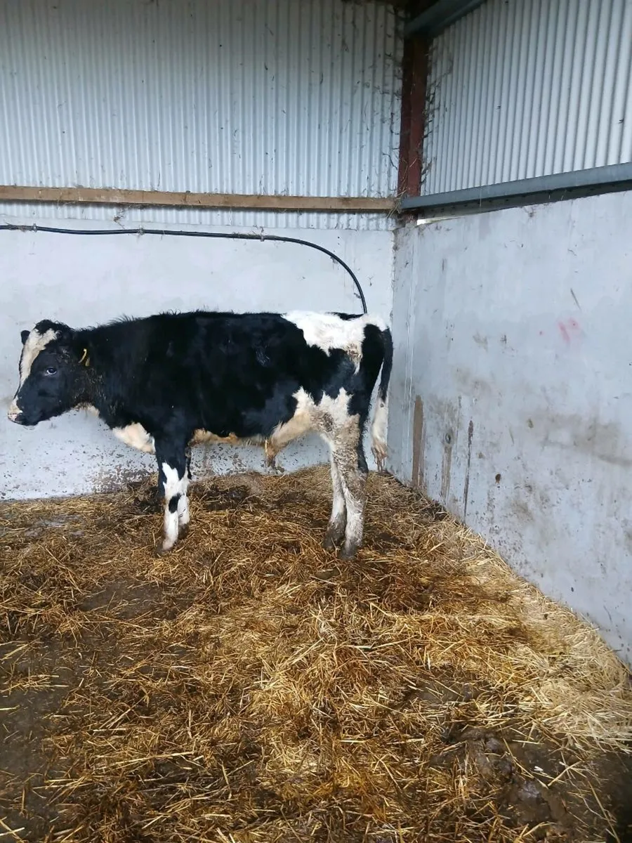 Friesian Bull - Image 2