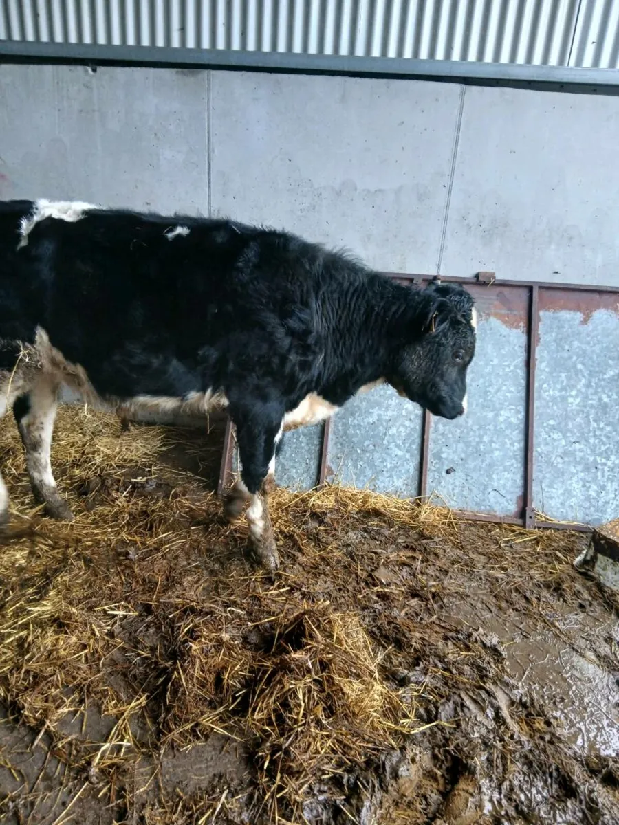 Friesian Bull - Image 3