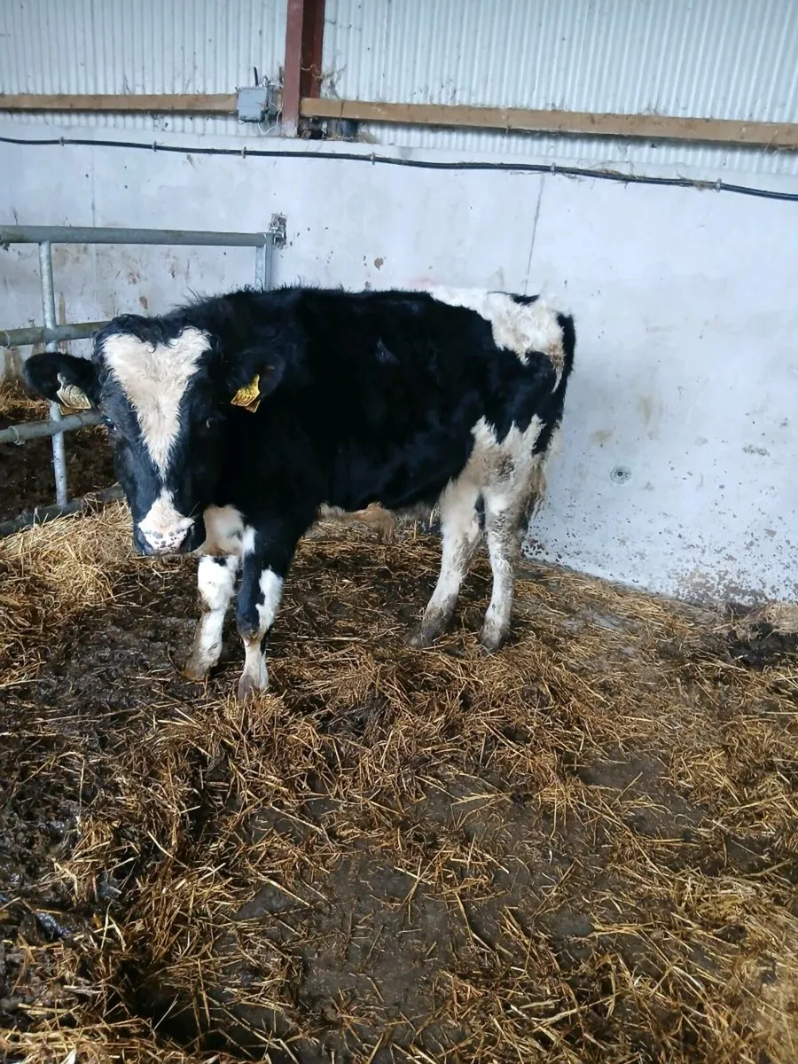 Friesian Bull - Image 4