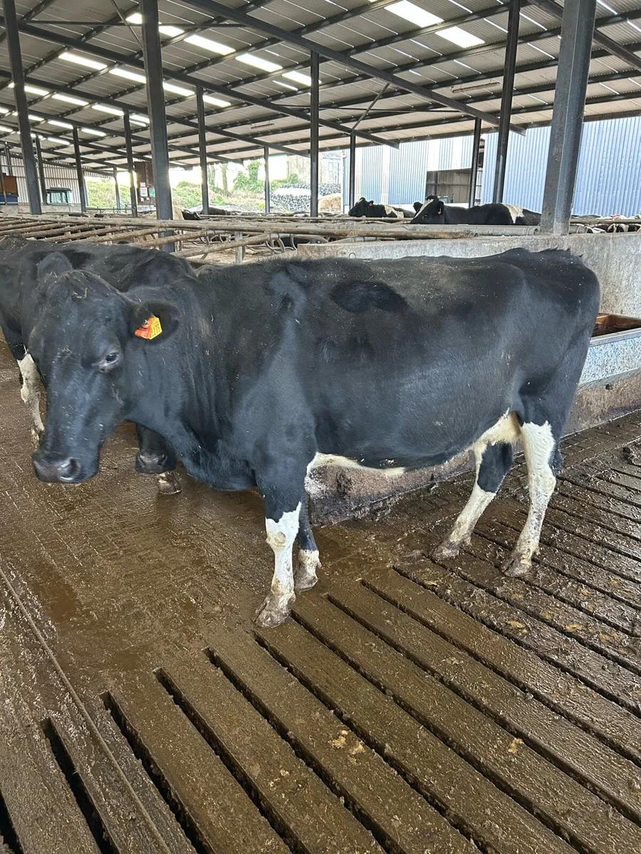 Incalf cows - Image 1