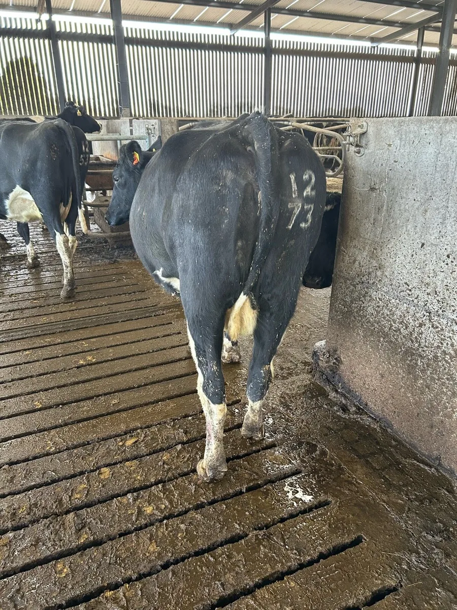 Incalf cows - Image 2