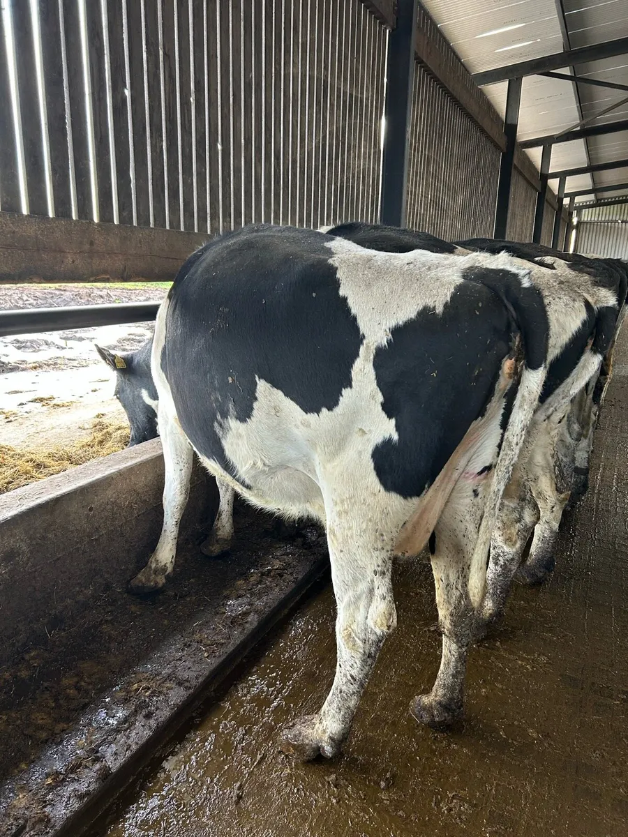 Incalf cows - Image 3