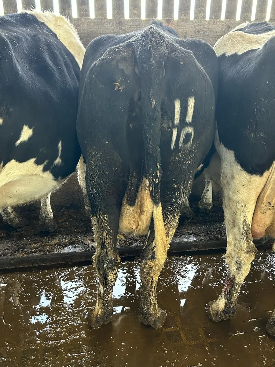 Incalf cows - Image 4