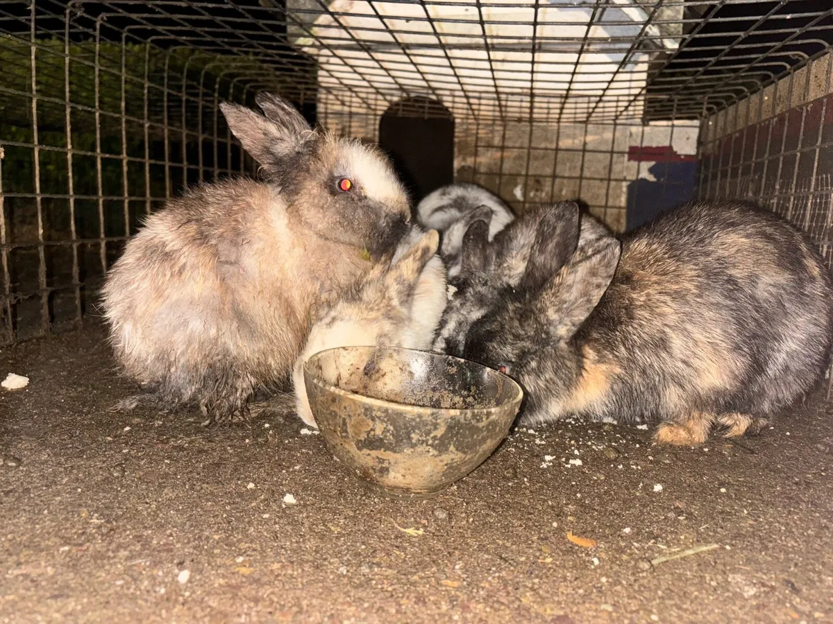 Rabbits for sale - Image 1