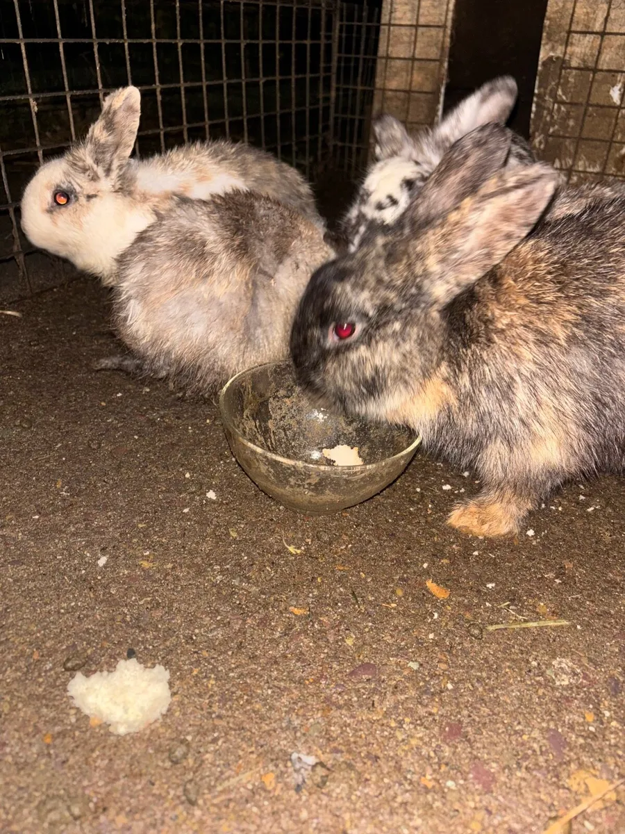 Rabbits for sale - Image 2