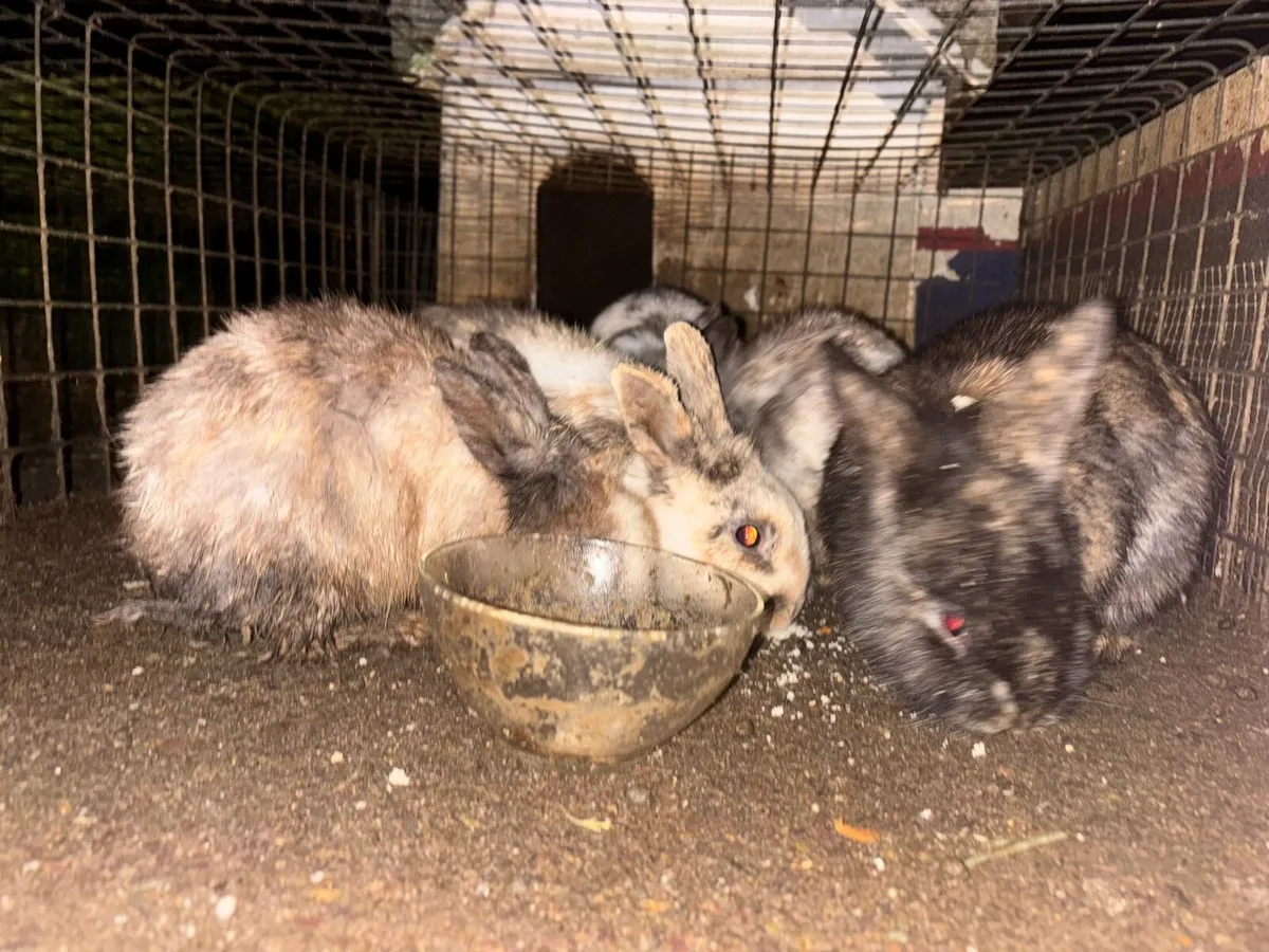 Rabbits for sale - Image 3