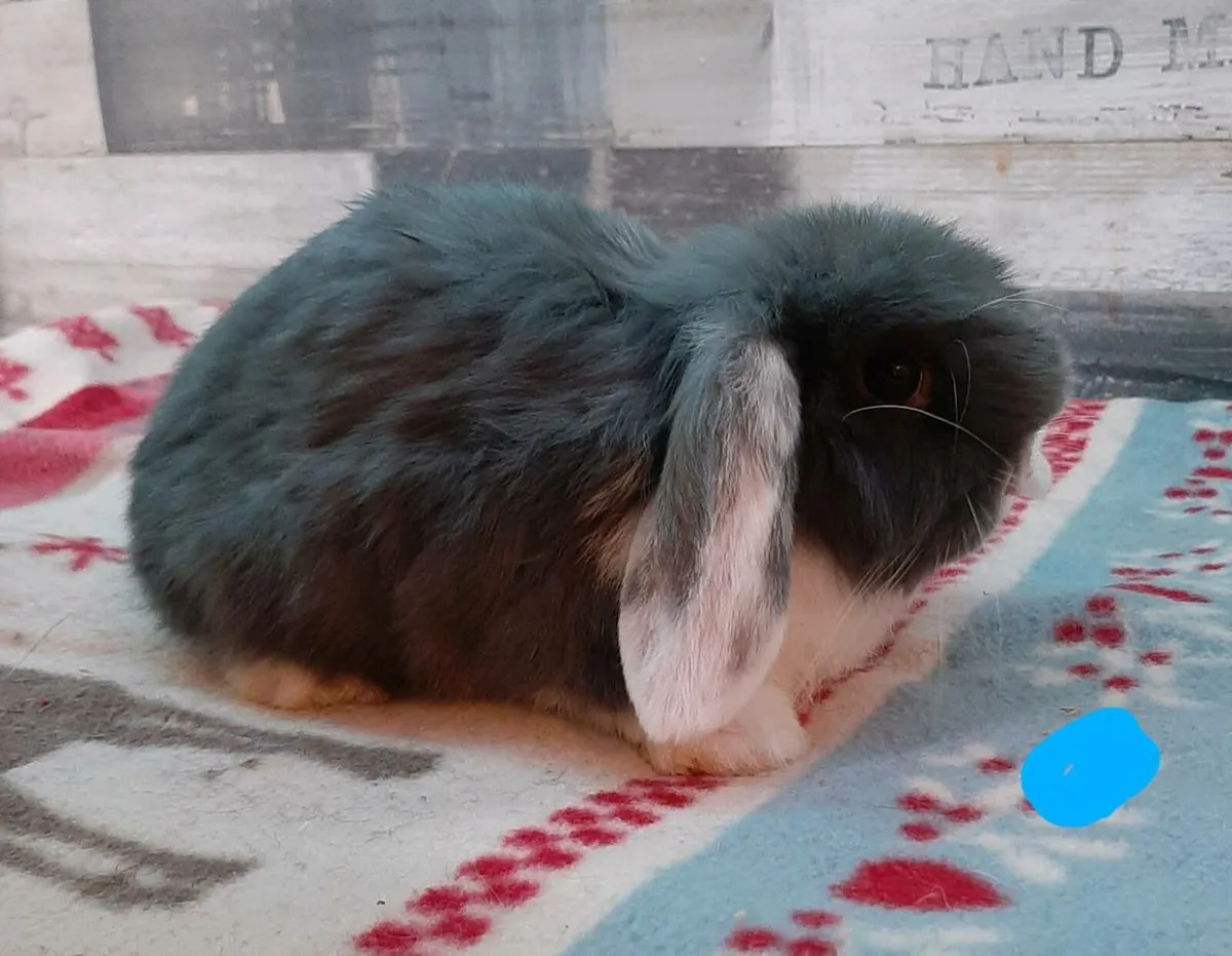 Baby rabbits - Image 1