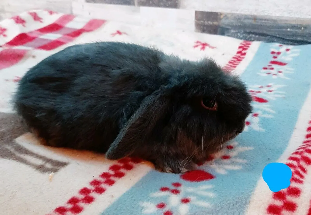 Baby rabbits - Image 2