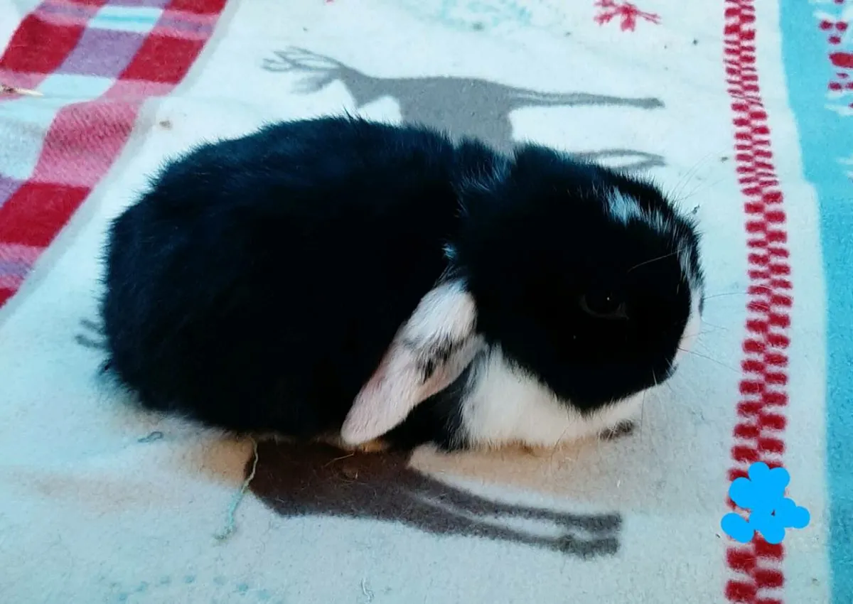 Baby rabbits - Image 3