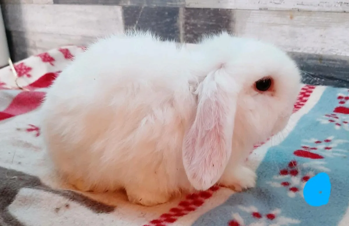 Baby rabbits - Image 4