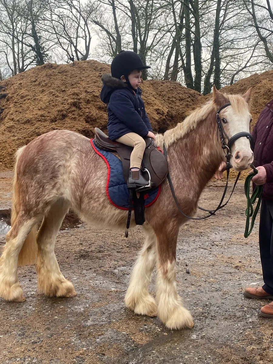 Strawberry Roan Mare Pony - Image 1