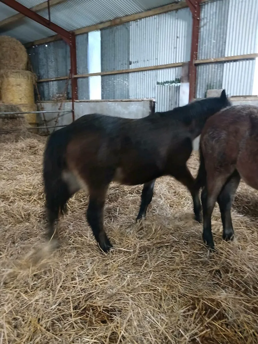 Stunning foals - Image 1