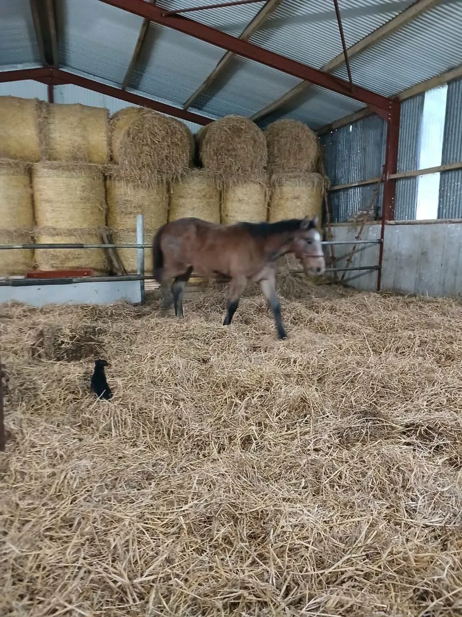 Stunning foals - Image 2