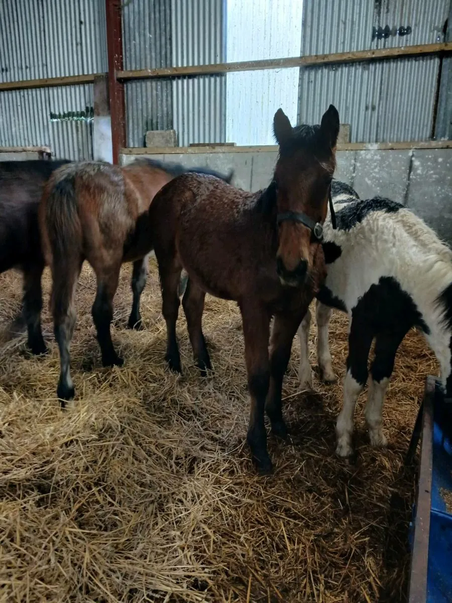 Stunning foals - Image 3