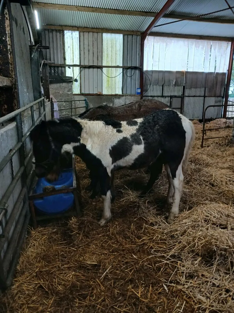 Stunning foals - Image 4