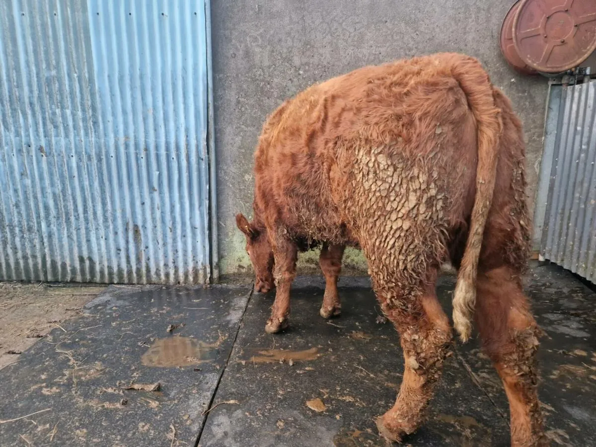 Breeding Heifer - Image 3