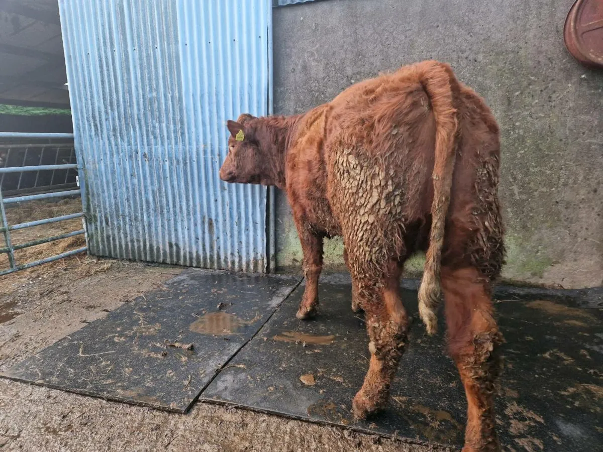 Breeding Heifer - Image 4