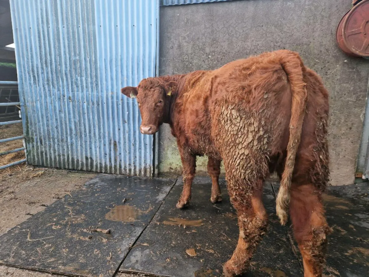 Breeding Heifer - Image 1