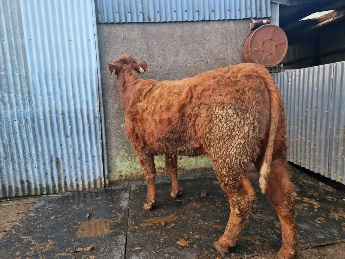 Breeding Heifer - Image 2