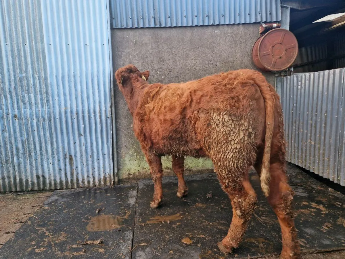 Breeding Heifer - Image 1