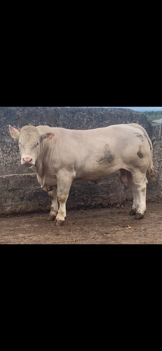 Pedigree Charolais - Image 2