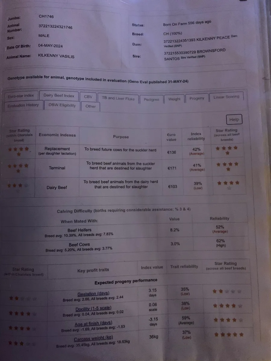 Pedigree Charolais - Image 3