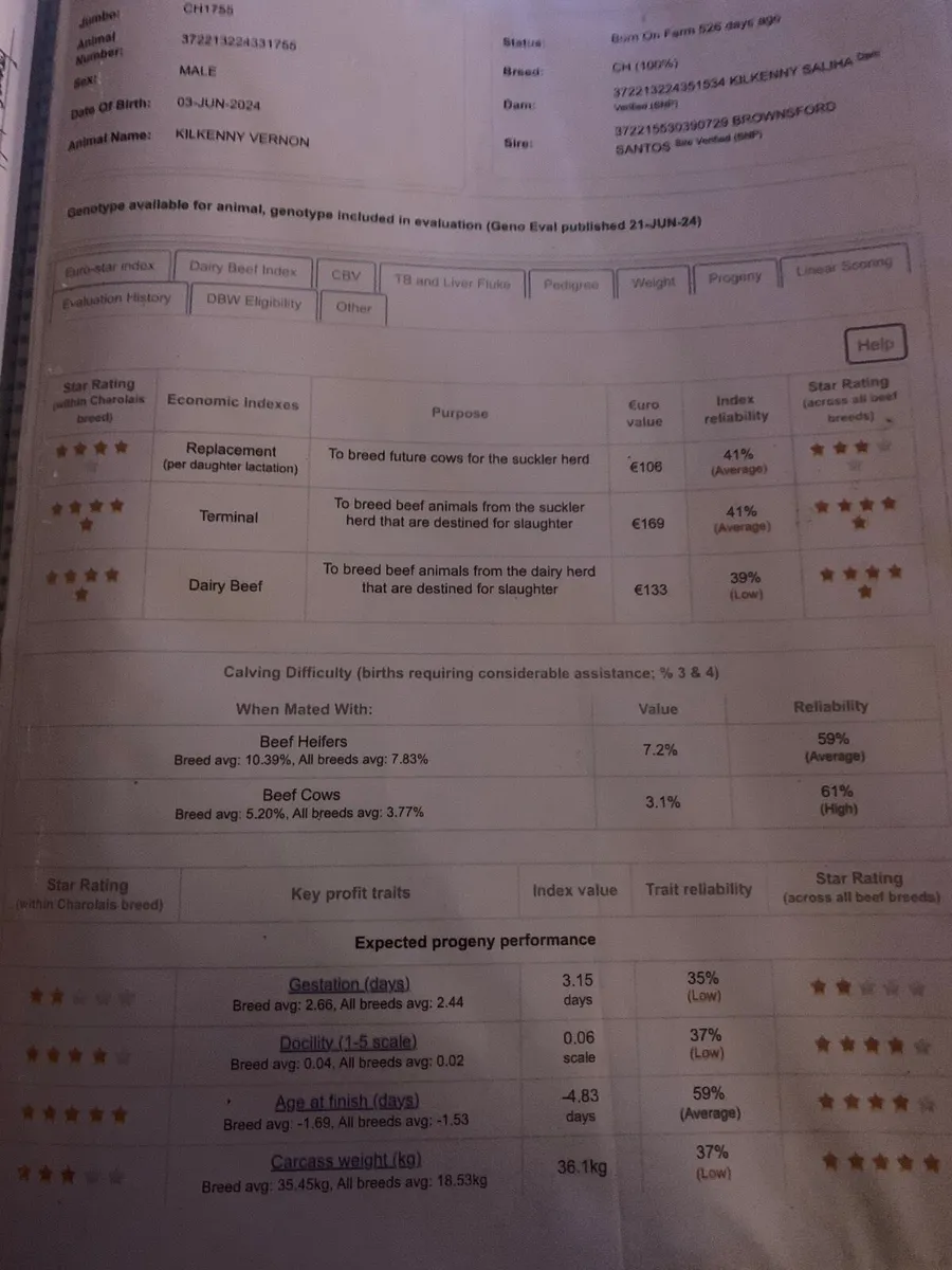 Pedigree Charolais - Image 4