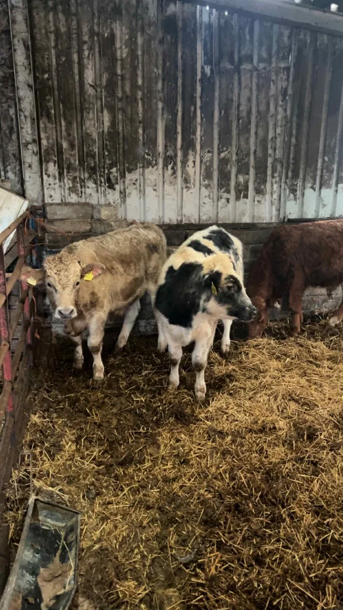 3 Continental Bulls - Image 1