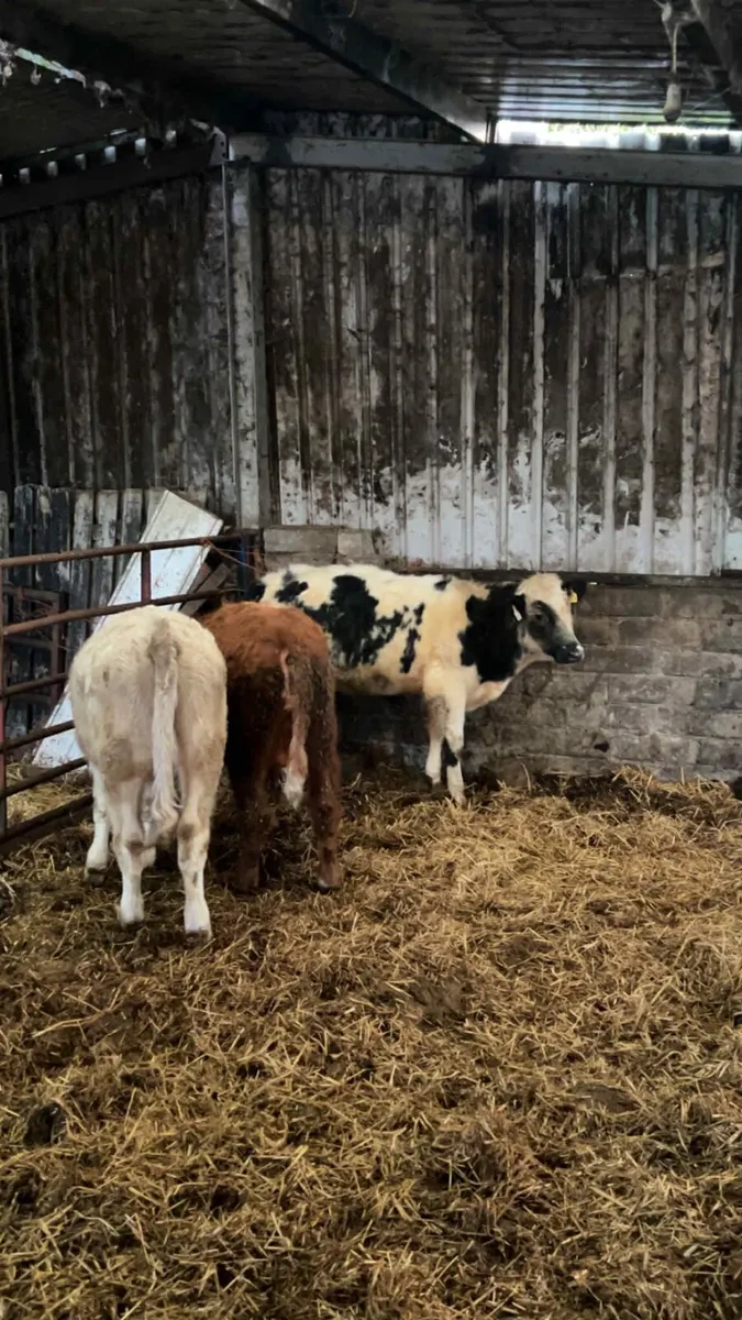 3 Continental Bulls - Image 3