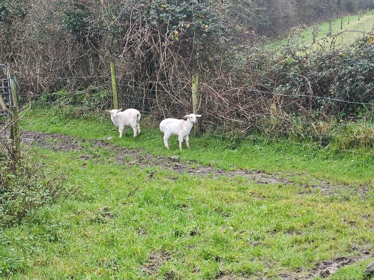 Colt foals - Image 3