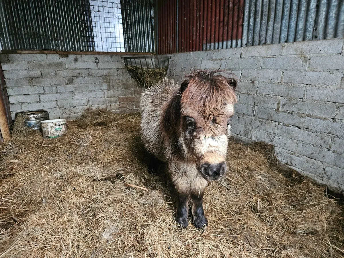 Mini pony - Image 1