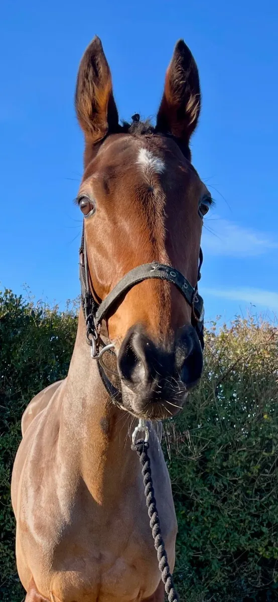 Idaho 5yr old winning mare - Idaho Expresso - Image 3