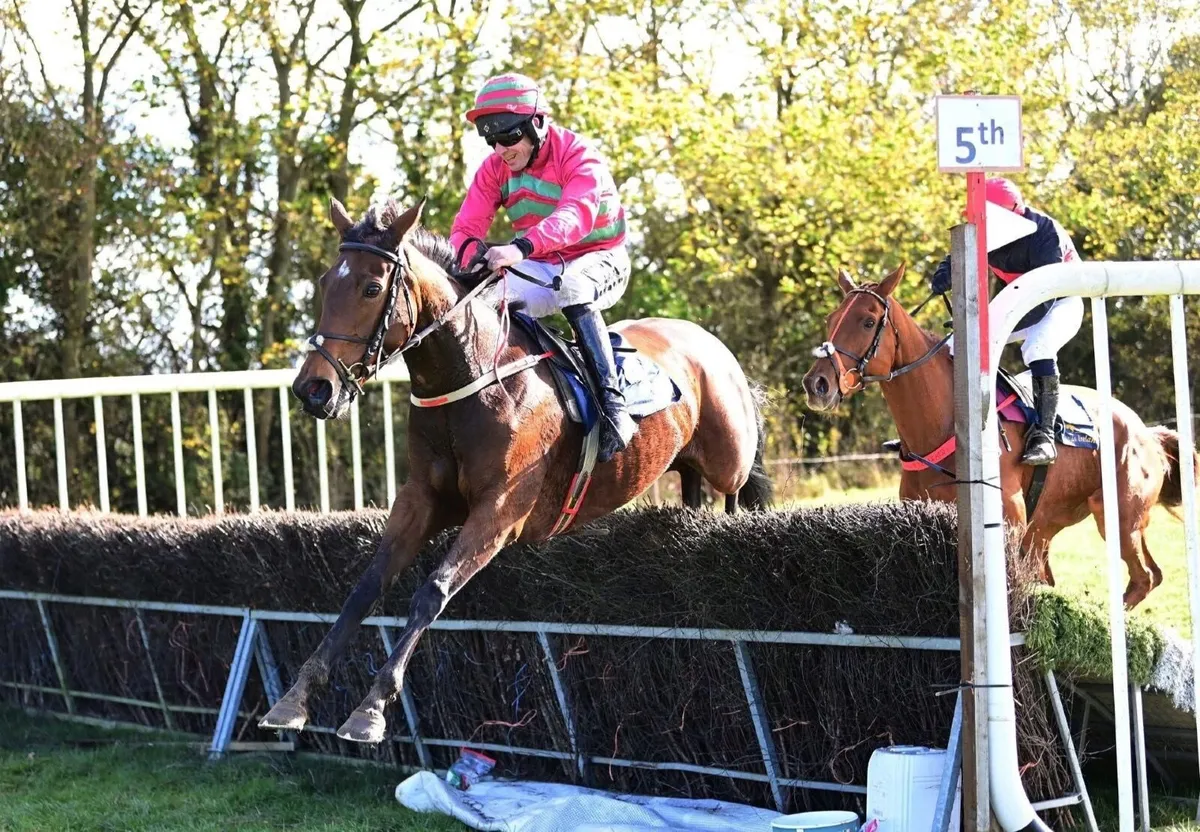 Idaho 5yr old winning mare - Idaho Expresso - Image 4