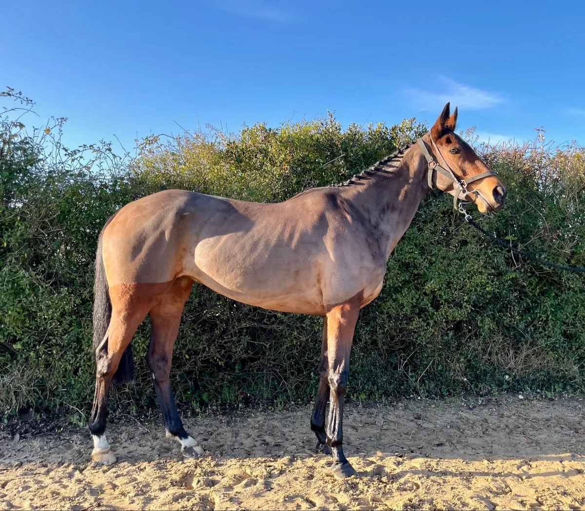 Idaho 5yr old winning mare - Idaho Expresso - Image 1