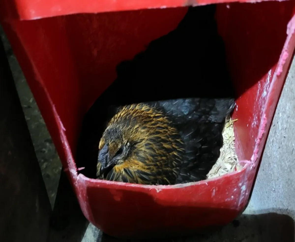 Hatching  Hen      AND       Seabrite      Rooster - Image 1