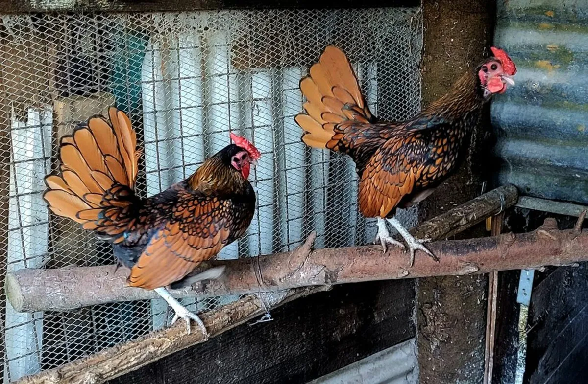 Hatching  Hen      AND       Seabrite      Rooster - Image 2