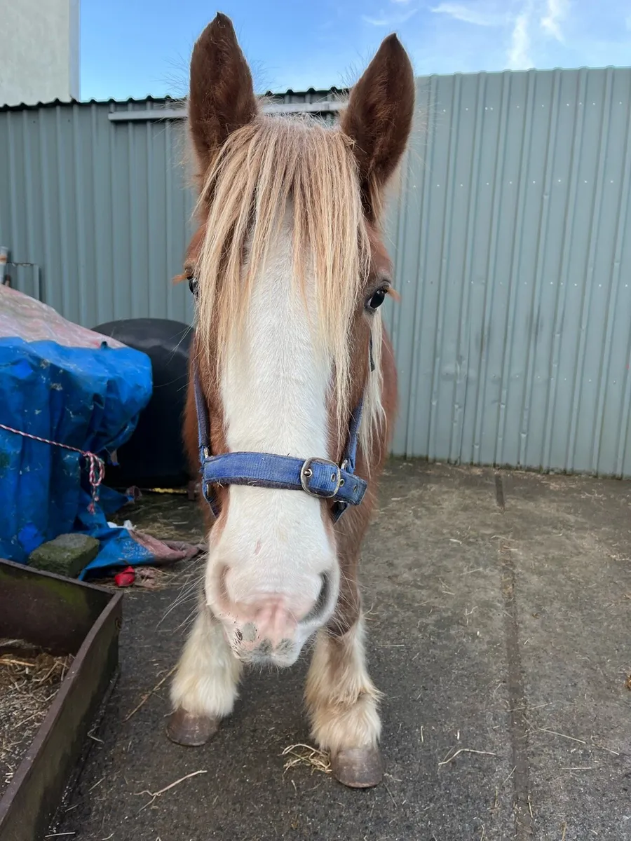 4 Year Old Filly - Image 1