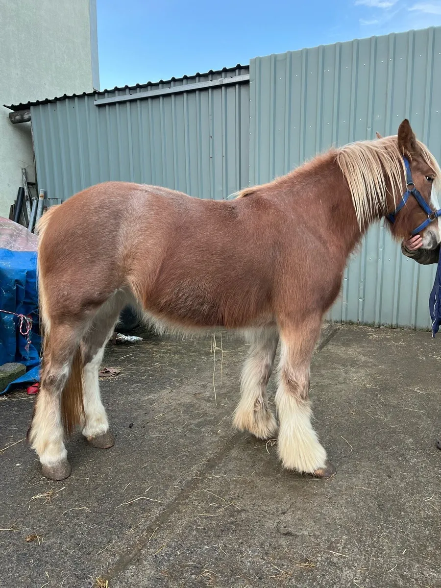 4 Year Old Filly - Image 2